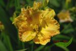 Hemerocallis Smugglers Gold Taglilie mit Pfirsichhauch Topf mit 18 cm Durchmesser